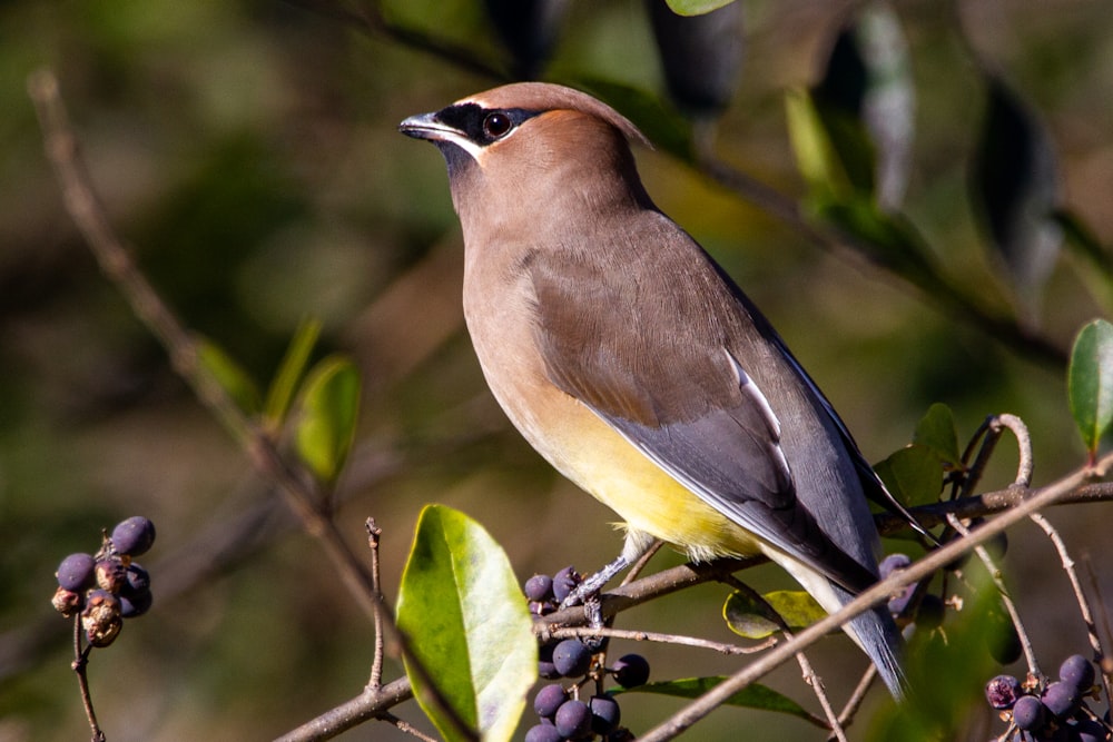 Oiseau brun et noir sur la branche d’un arbre