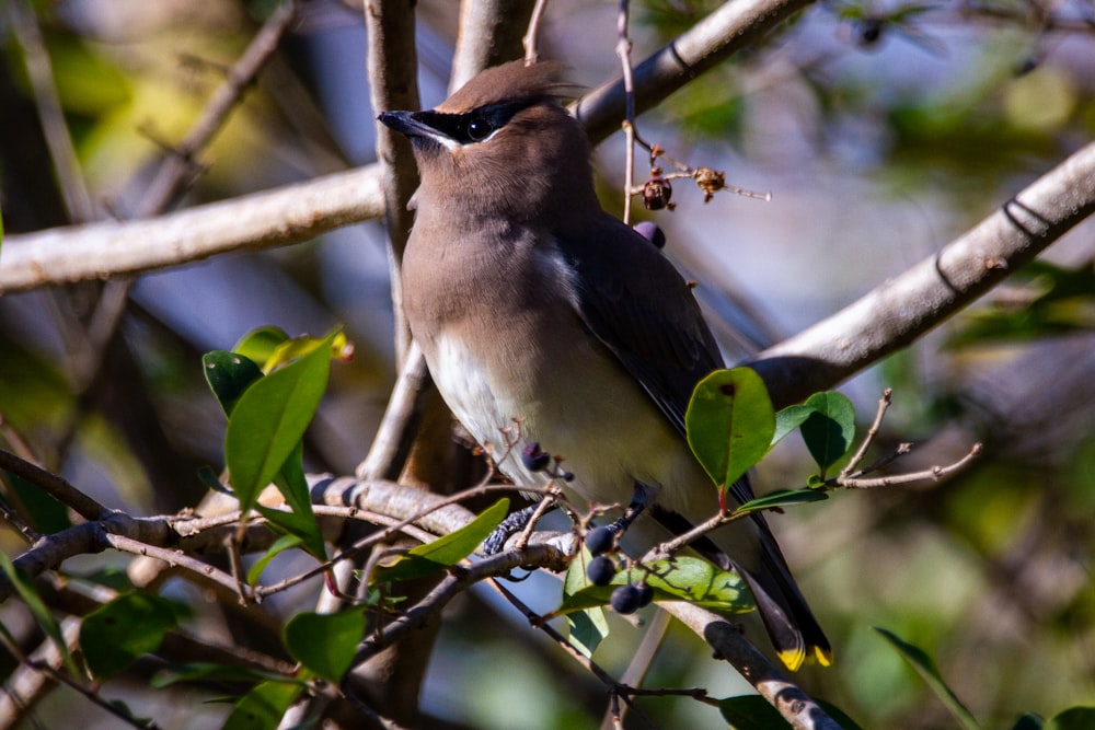 brown and white bird on tree branch during daytime