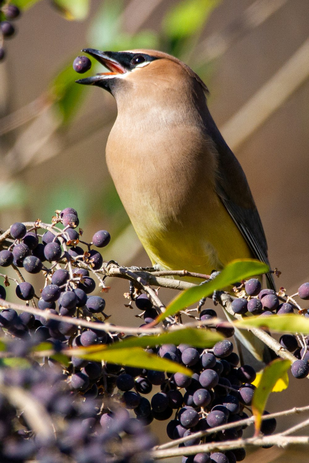 木の枝にとまる茶色と黄色の鳥