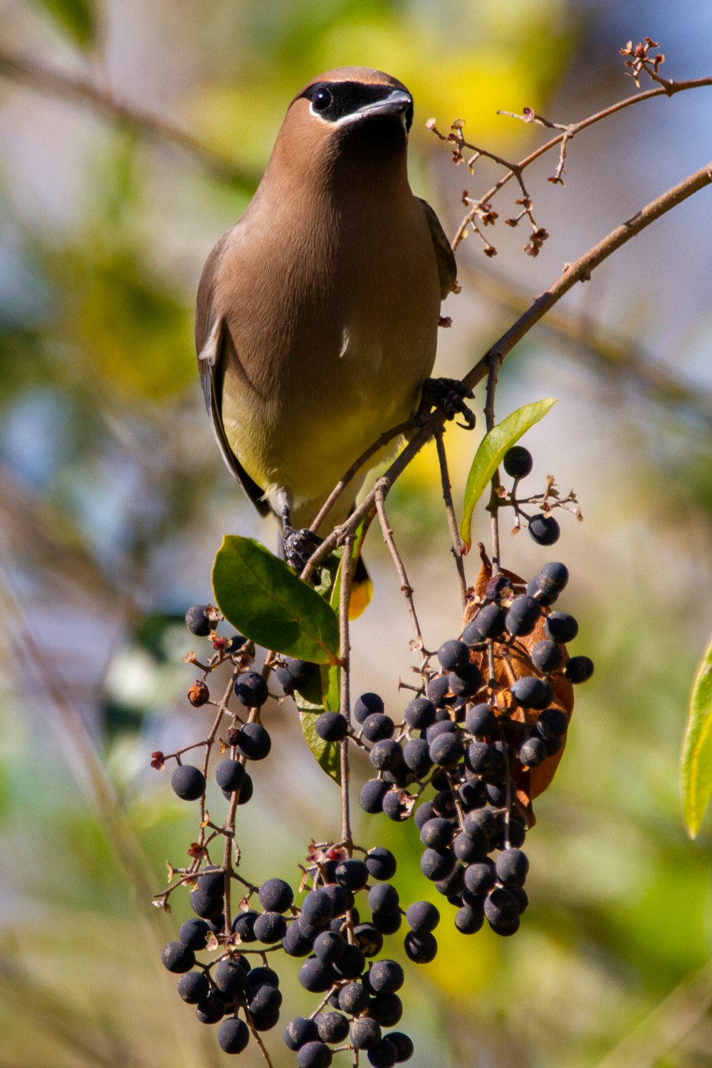 Uccello marrone sul ramo marrone dell'albero