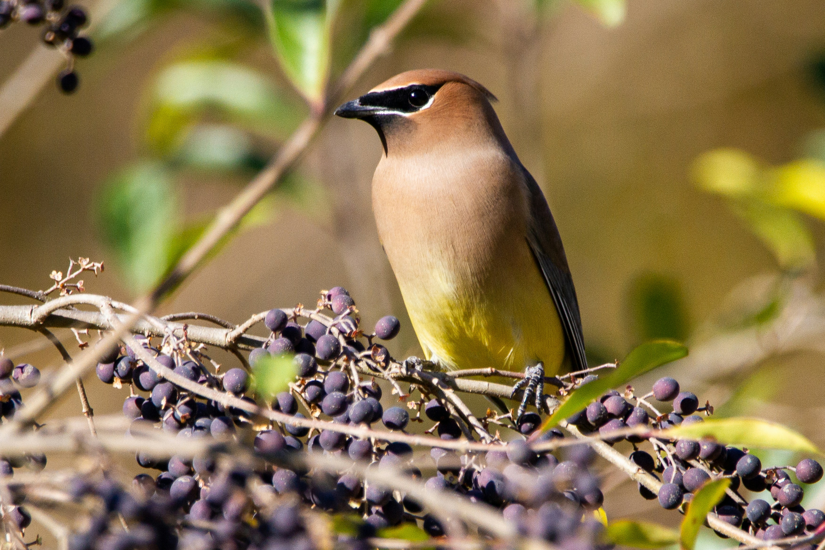 A cedar waxwing perched in a privet hedge.