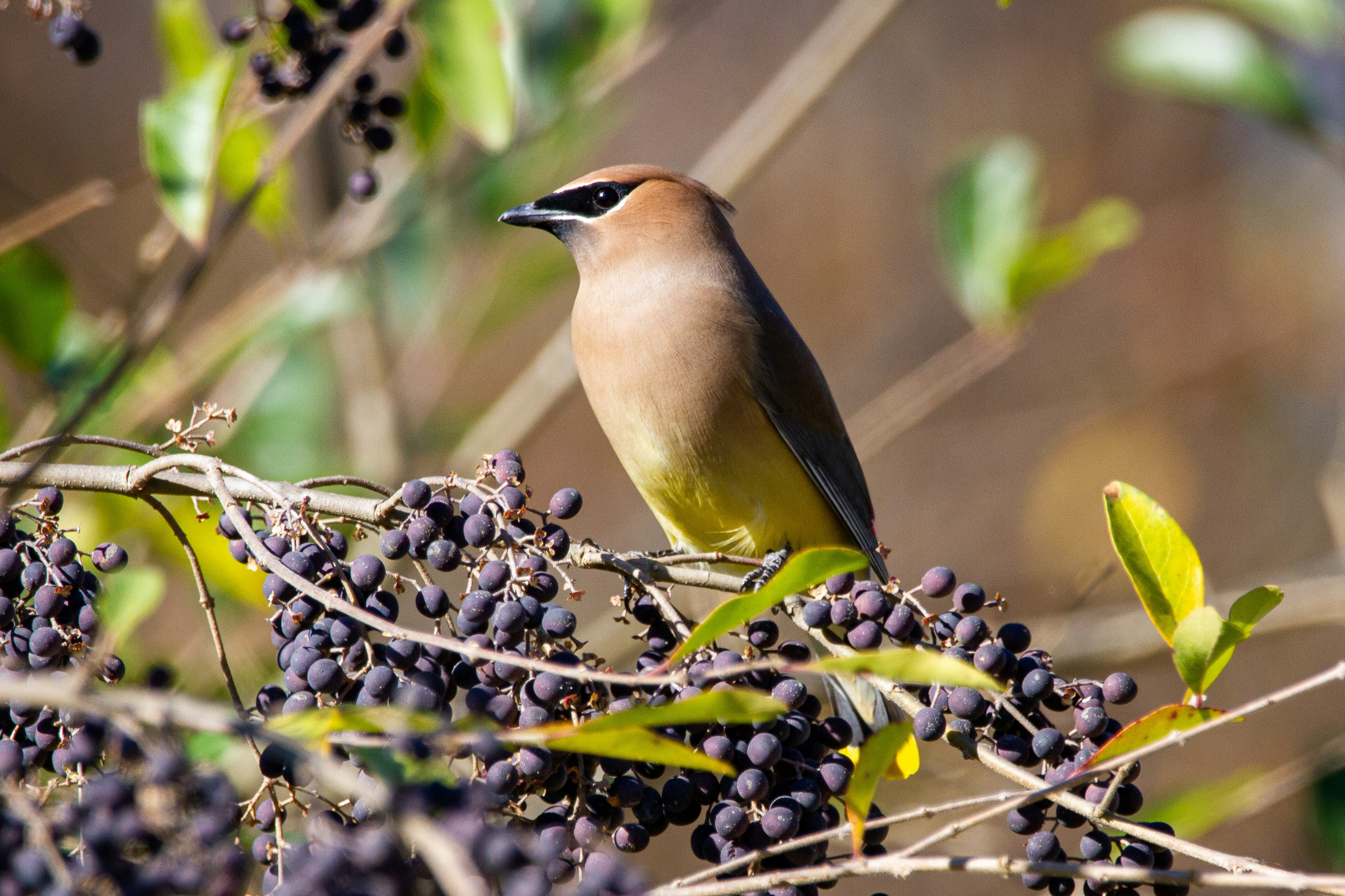 A cedar waxwing perched in a privet hedge.