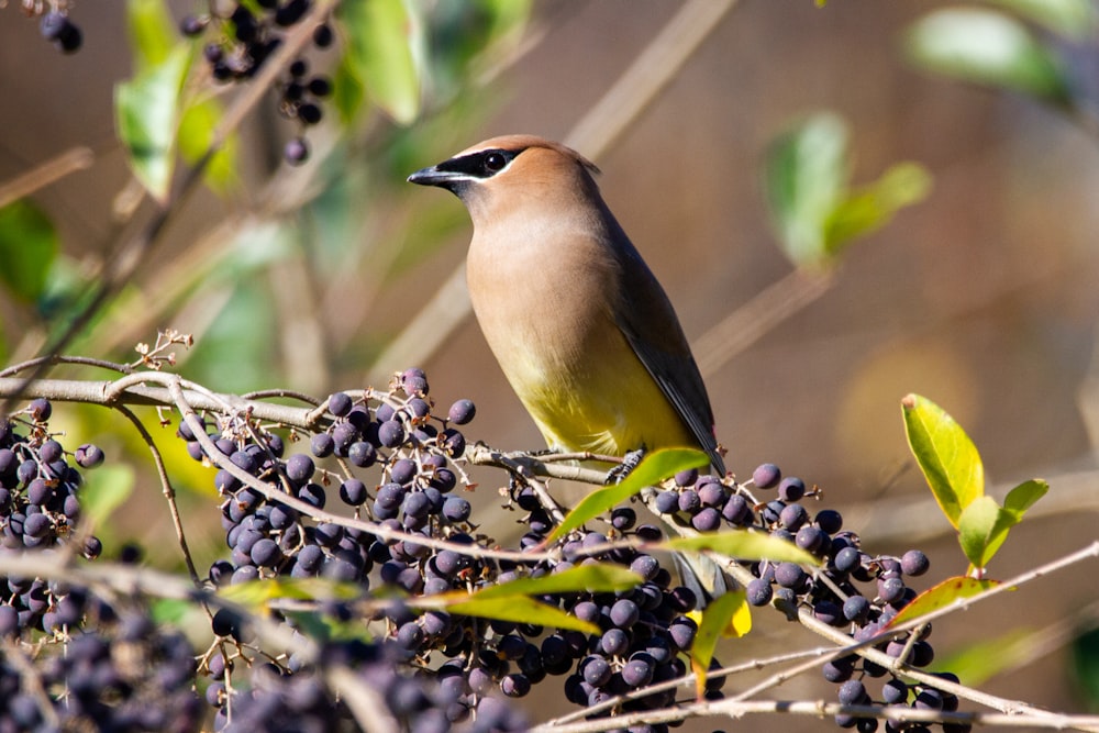 brown and yellow bird on black and white fruit during daytime