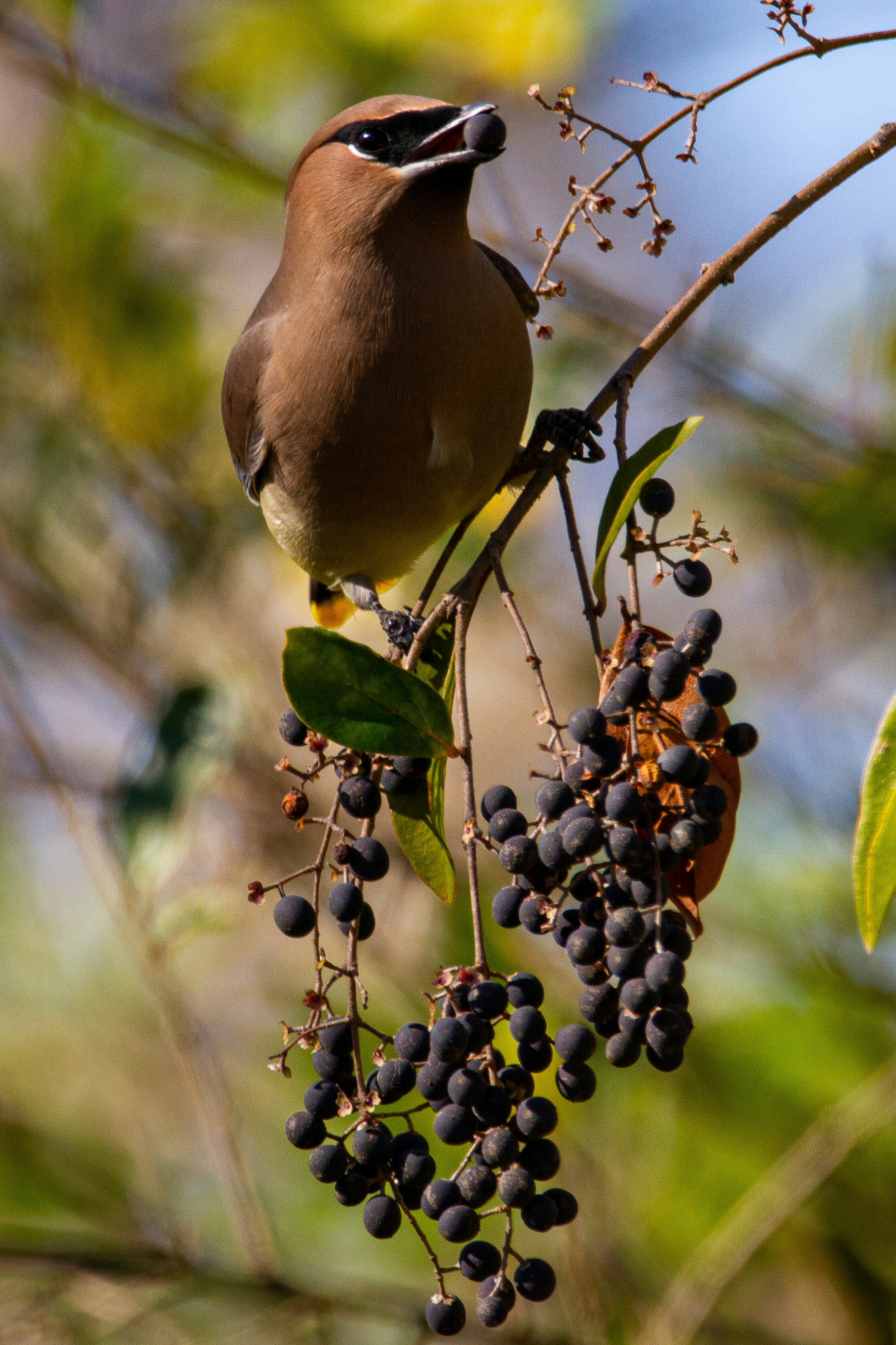 A cedar waxwing eating a privet berry.