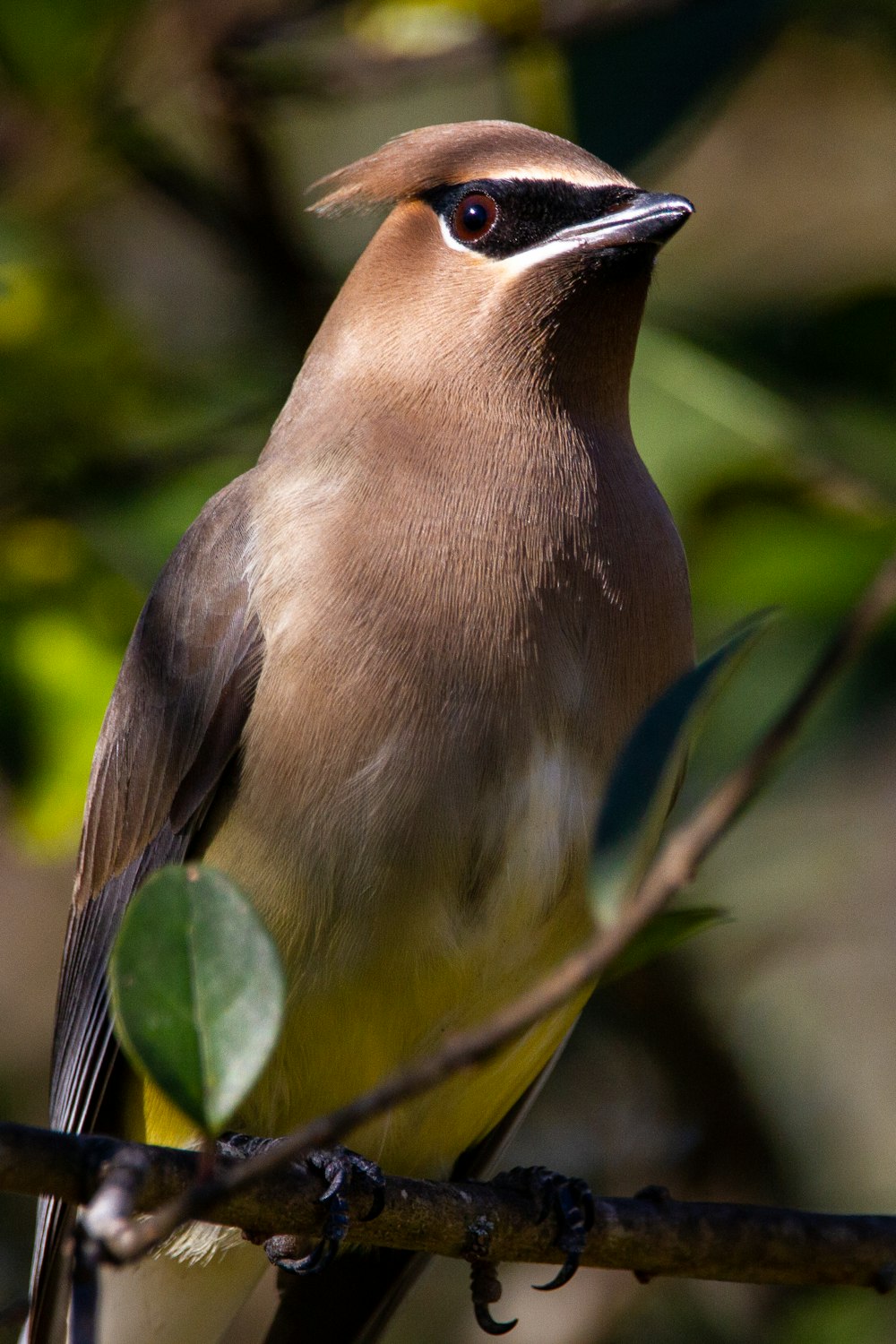 brown bird on tree branch