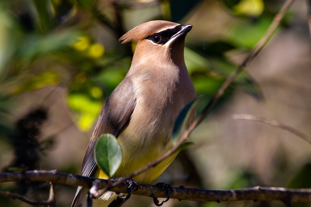 木の枝にとまる茶色と緑の鳥