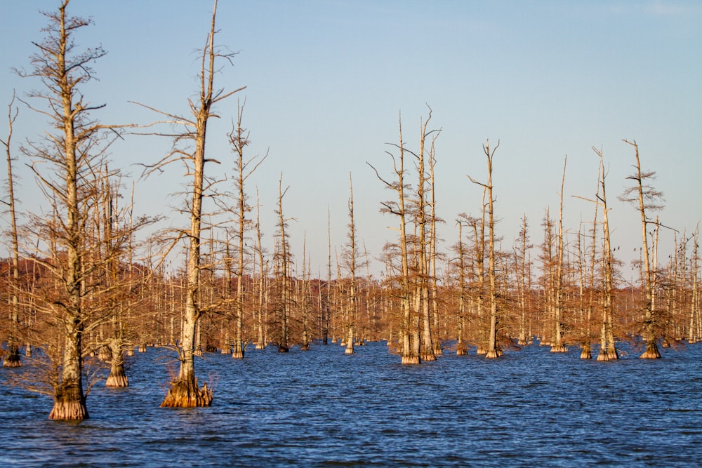 brown trees on body of water during daytime