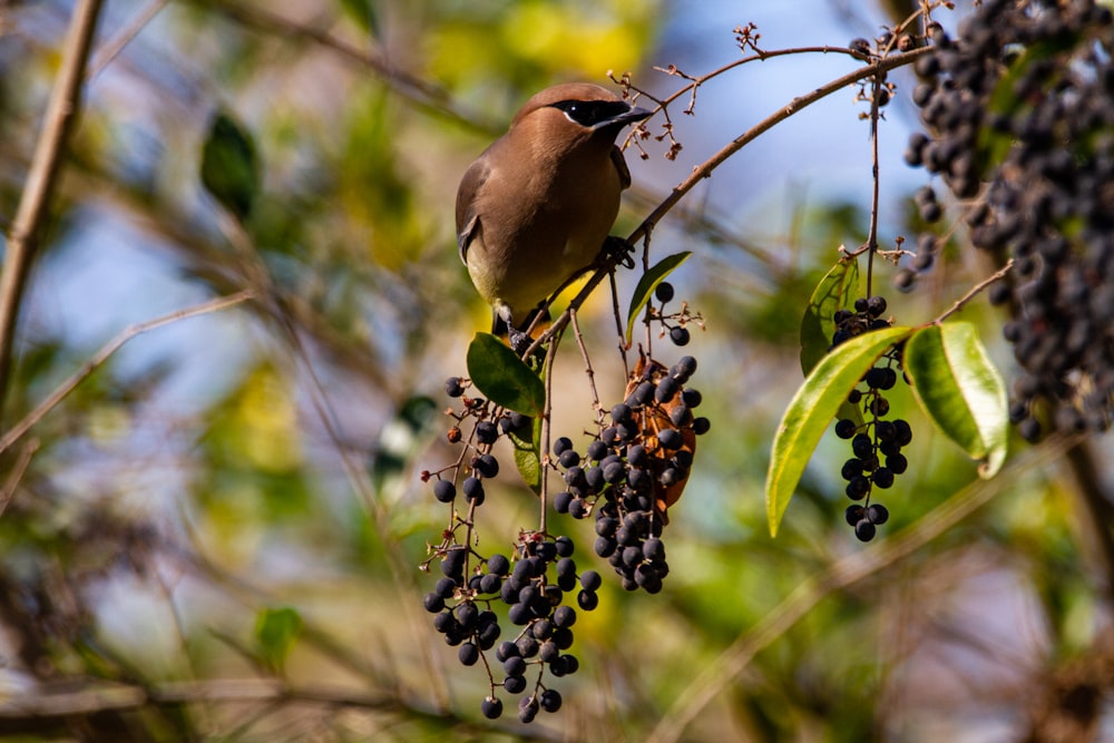 oiseau brun perché sur des fruits noirs pendant la journée