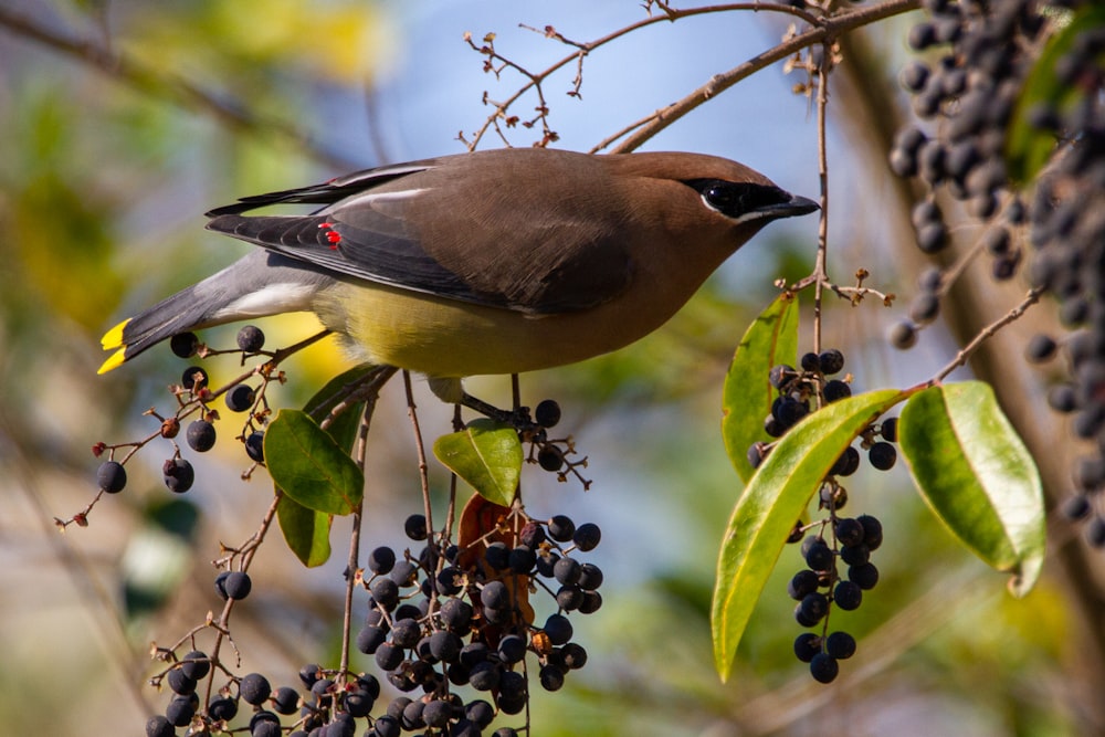 brown and black bird on tree branch