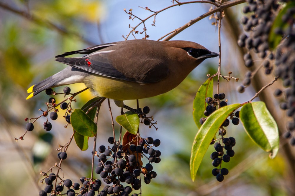 oiseau brun et noir sur la branche de l’arbre