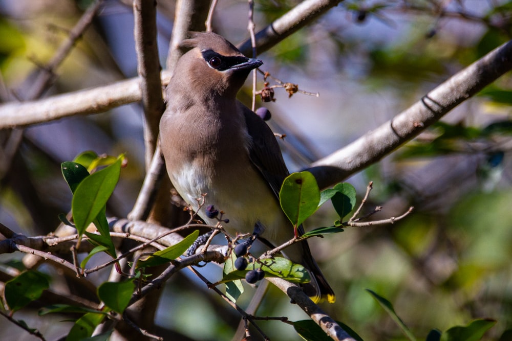 brown and white bird on tree branch during daytime