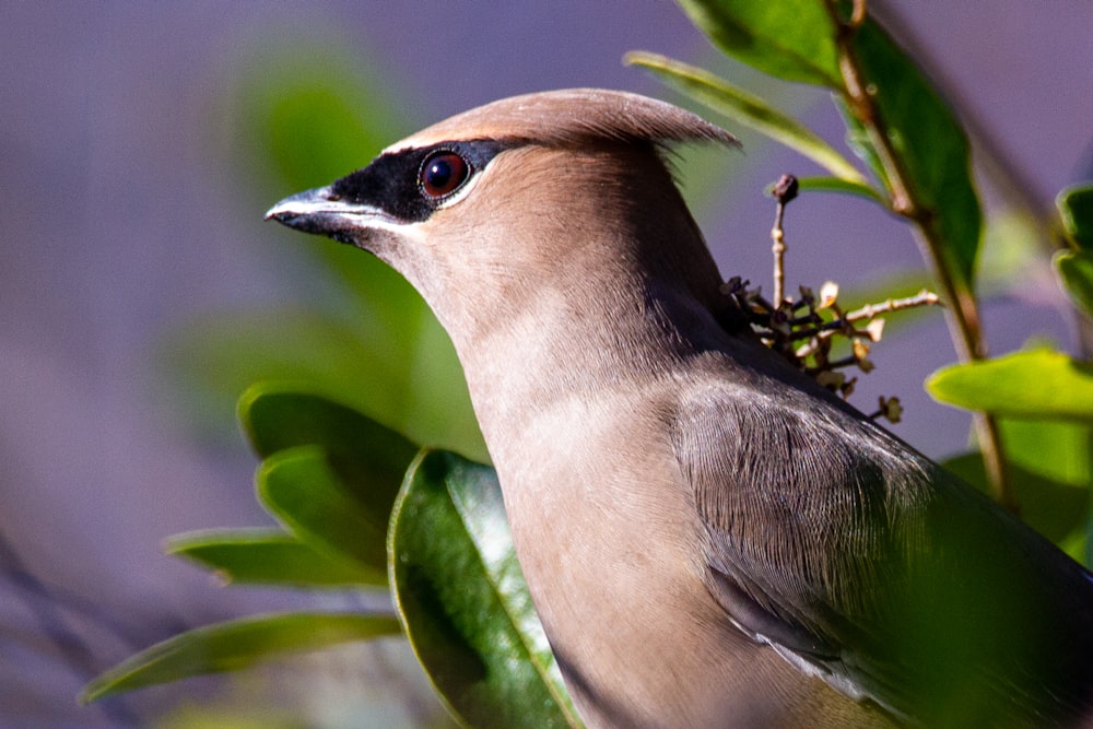 oiseau brun et blanc sur feuilles vertes pendant la journée