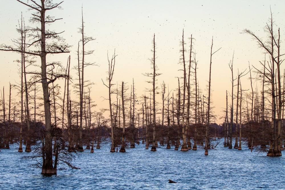 bare trees on snow covered ground during daytime