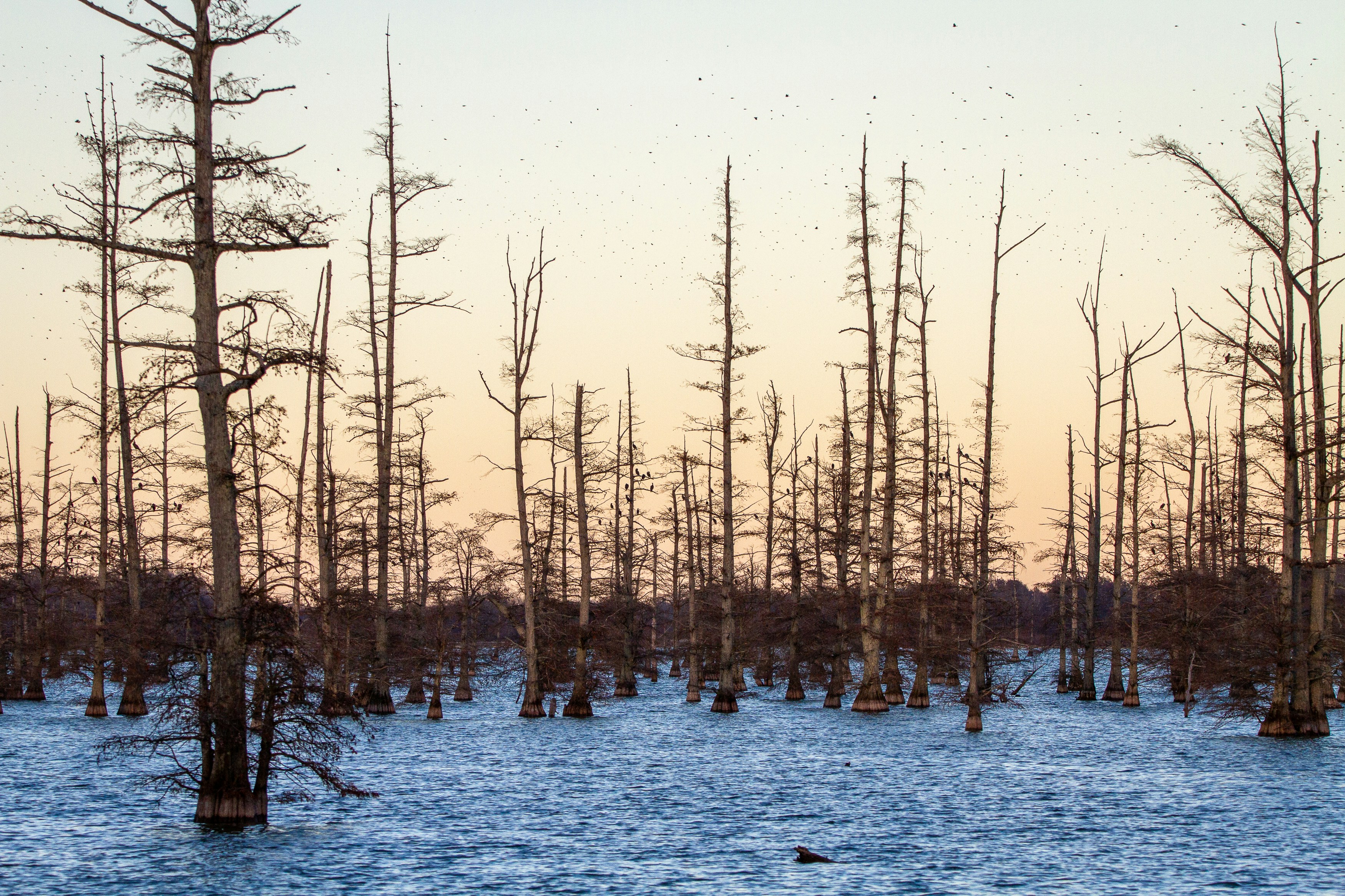 Cypress trees in Big Lake NWR, Arkansas.