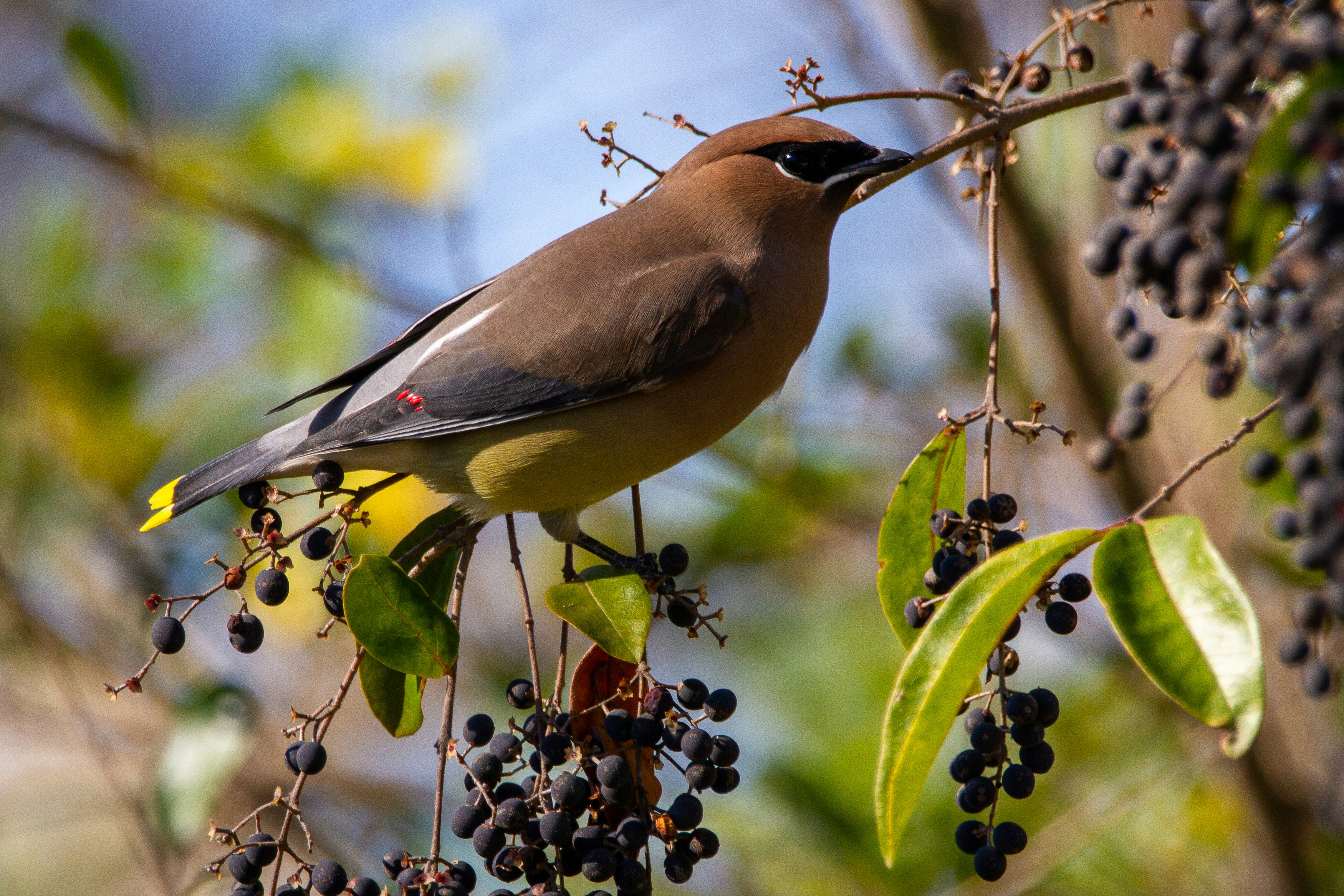 A cedar waxwing perched in a privet hedge.