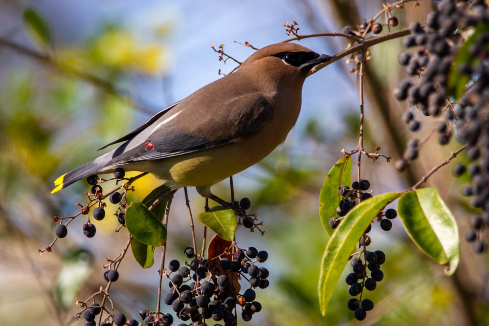 brown and gray bird on tree branch