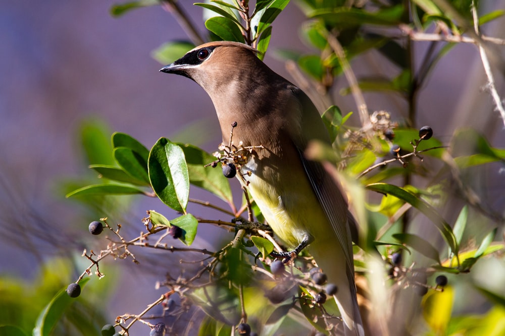 brown and white bird on tree branch during daytime