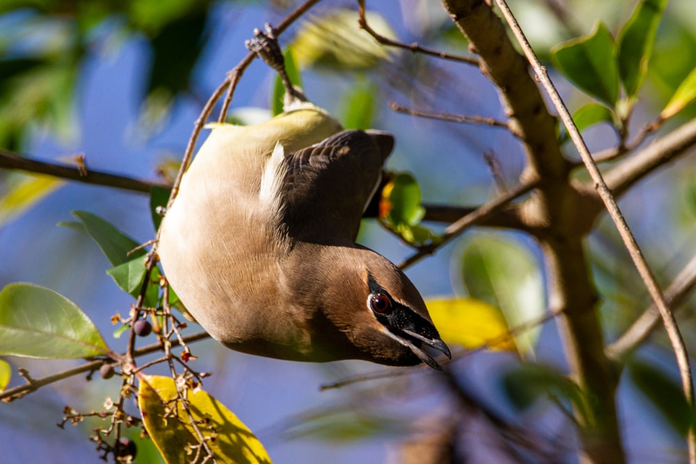 white and black duck on tree branch