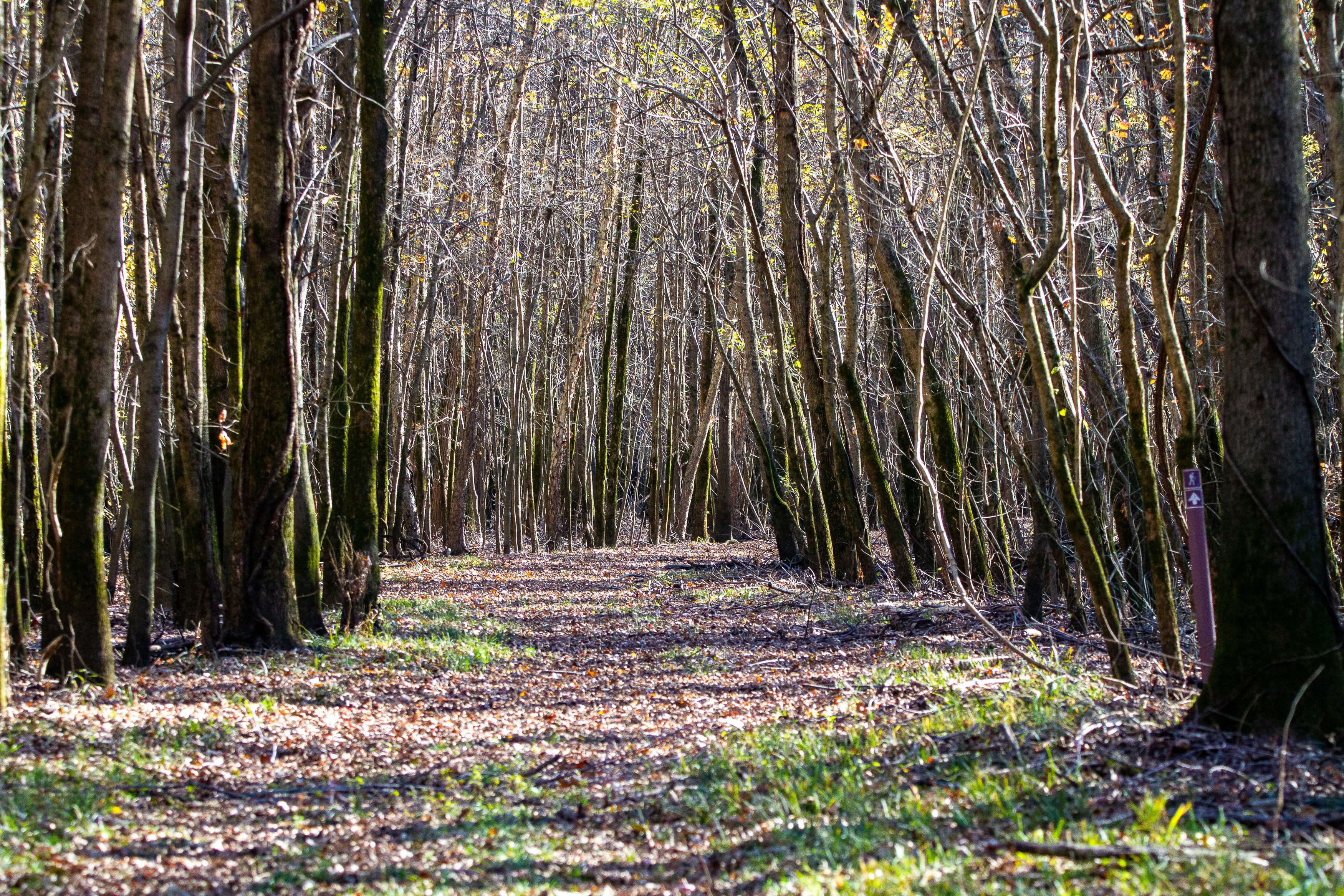 A trail through the woods at Big Lake NWR, Arkansas.