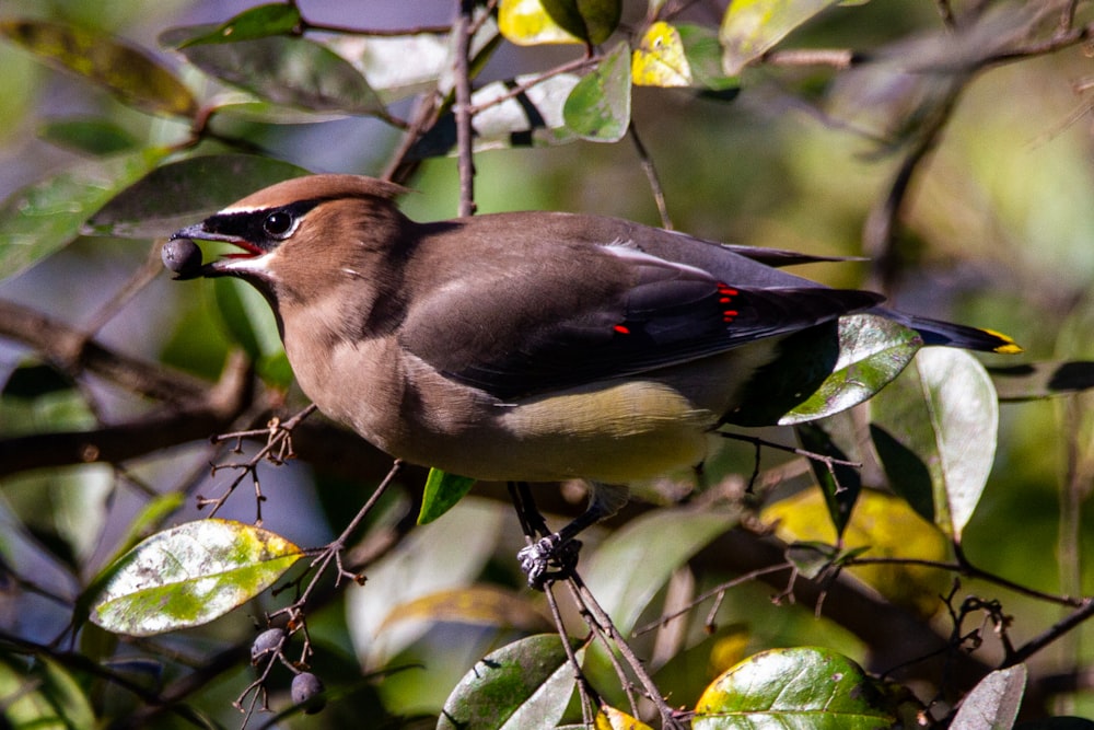 昼間、木の枝にとまる茶色と黒の鳥