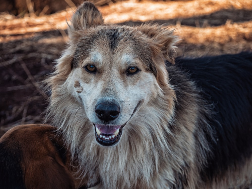 black and brown long coated dog