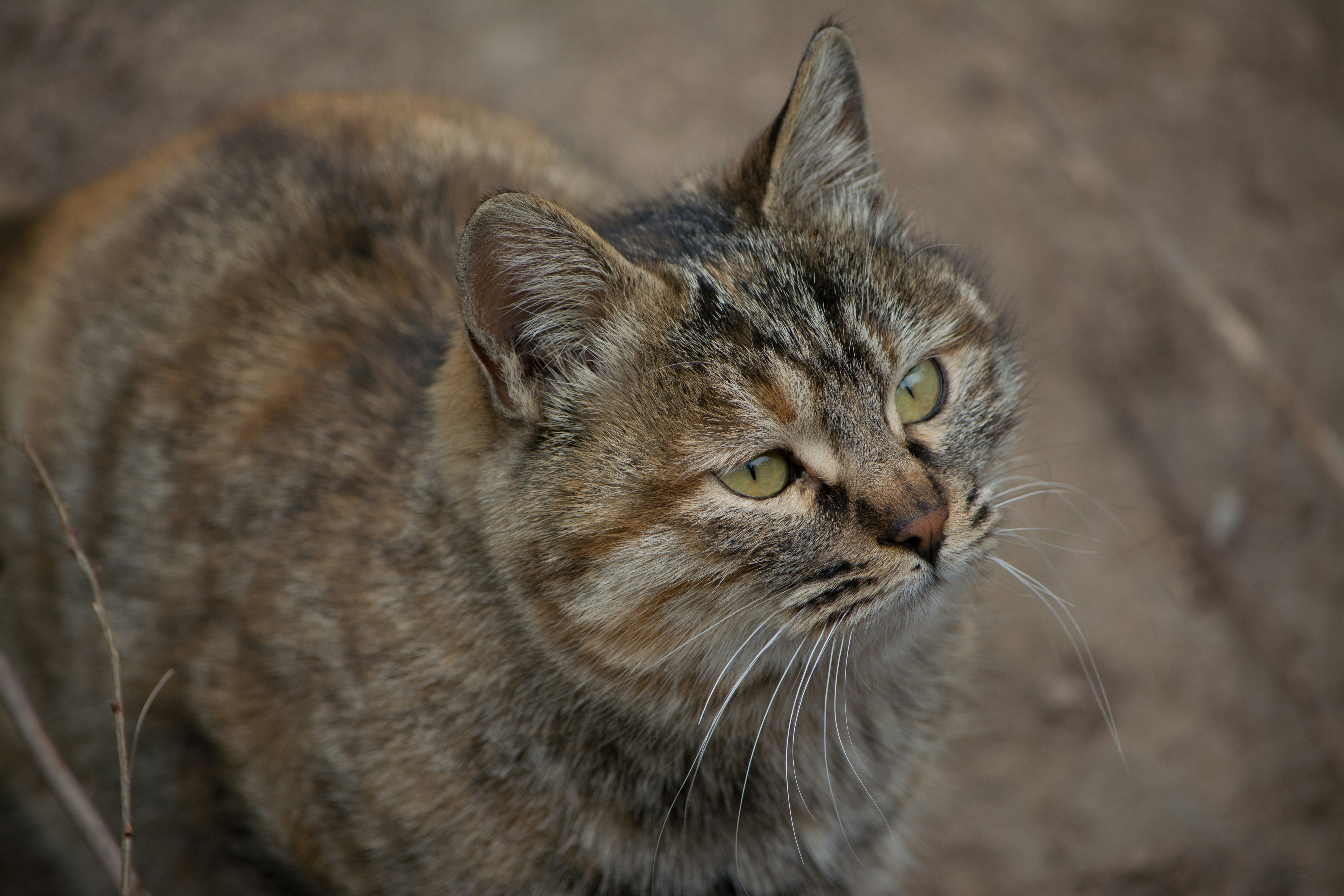17. Wetland Wader: The Flat-Headed Cat’s River Routines (image credits: unsplash)