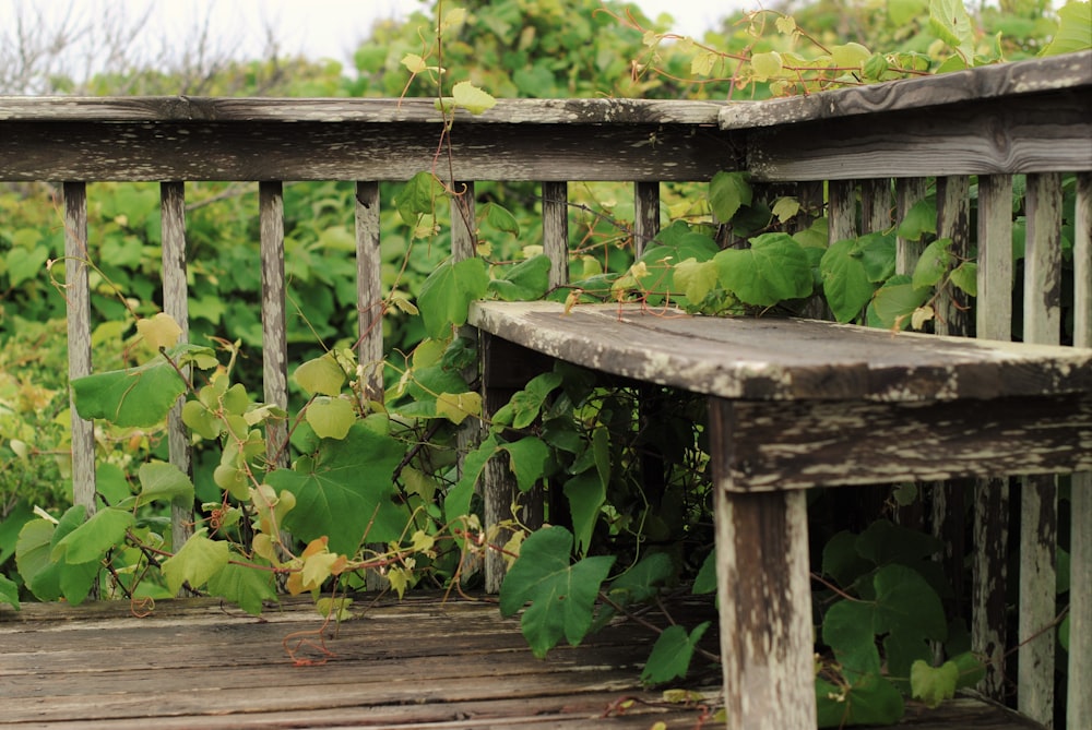 brown wooden bridge surrounded by green plants