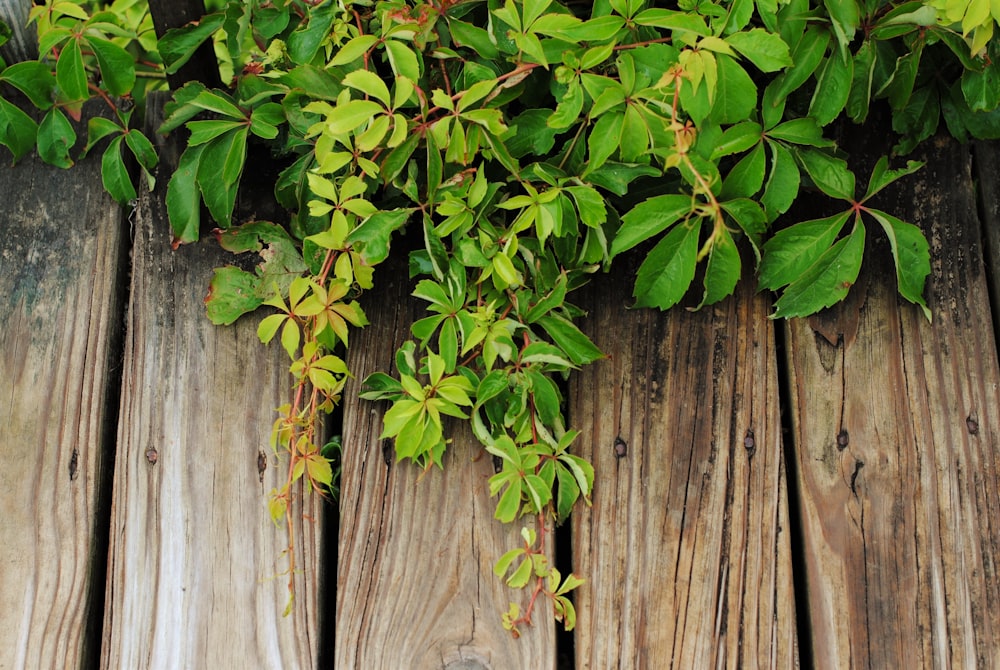 green leaves on brown wooden fence