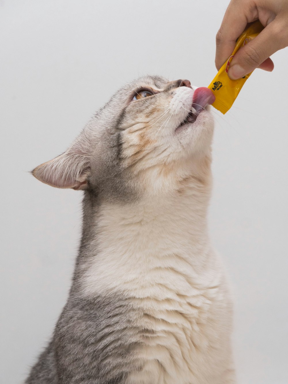 white and grey cat with yellow and orange plastic toy