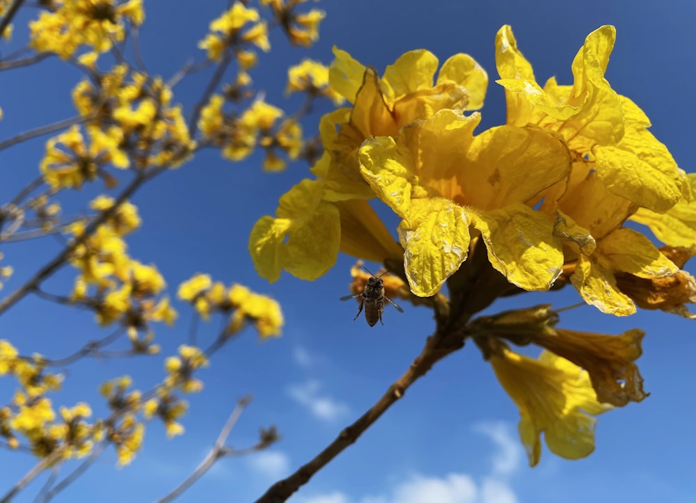 yellow flower in tilt shift lens