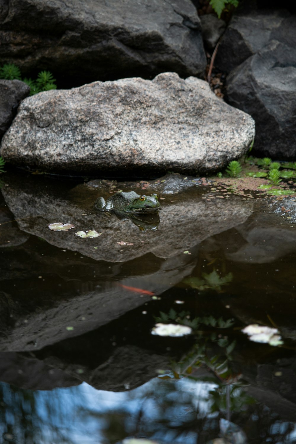 green frog on gray rock