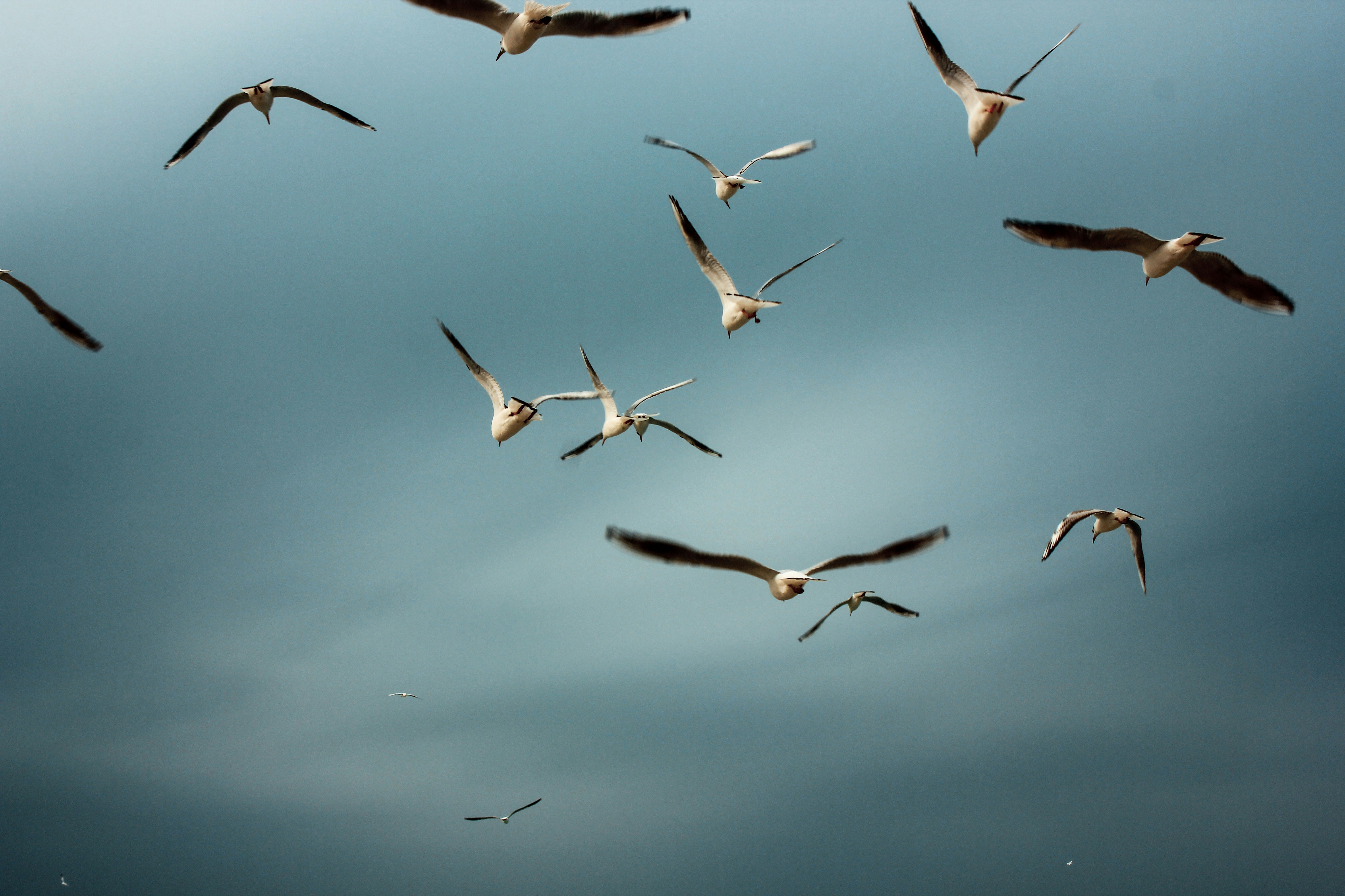 Photo by ashkanshahrokh