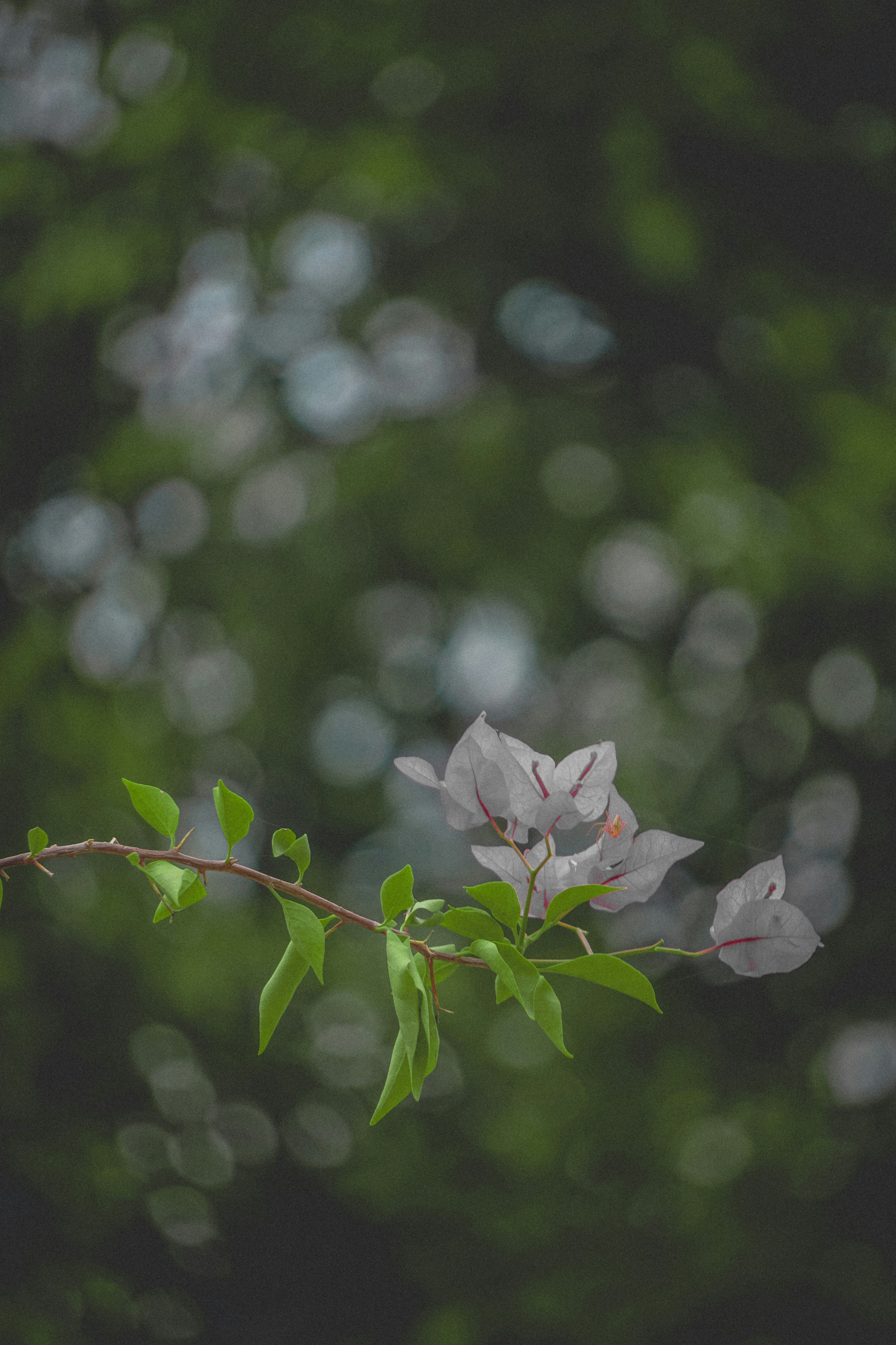 fiore rosa in lente tilt shift