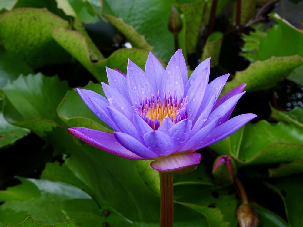 purple flower in tilt shift lens