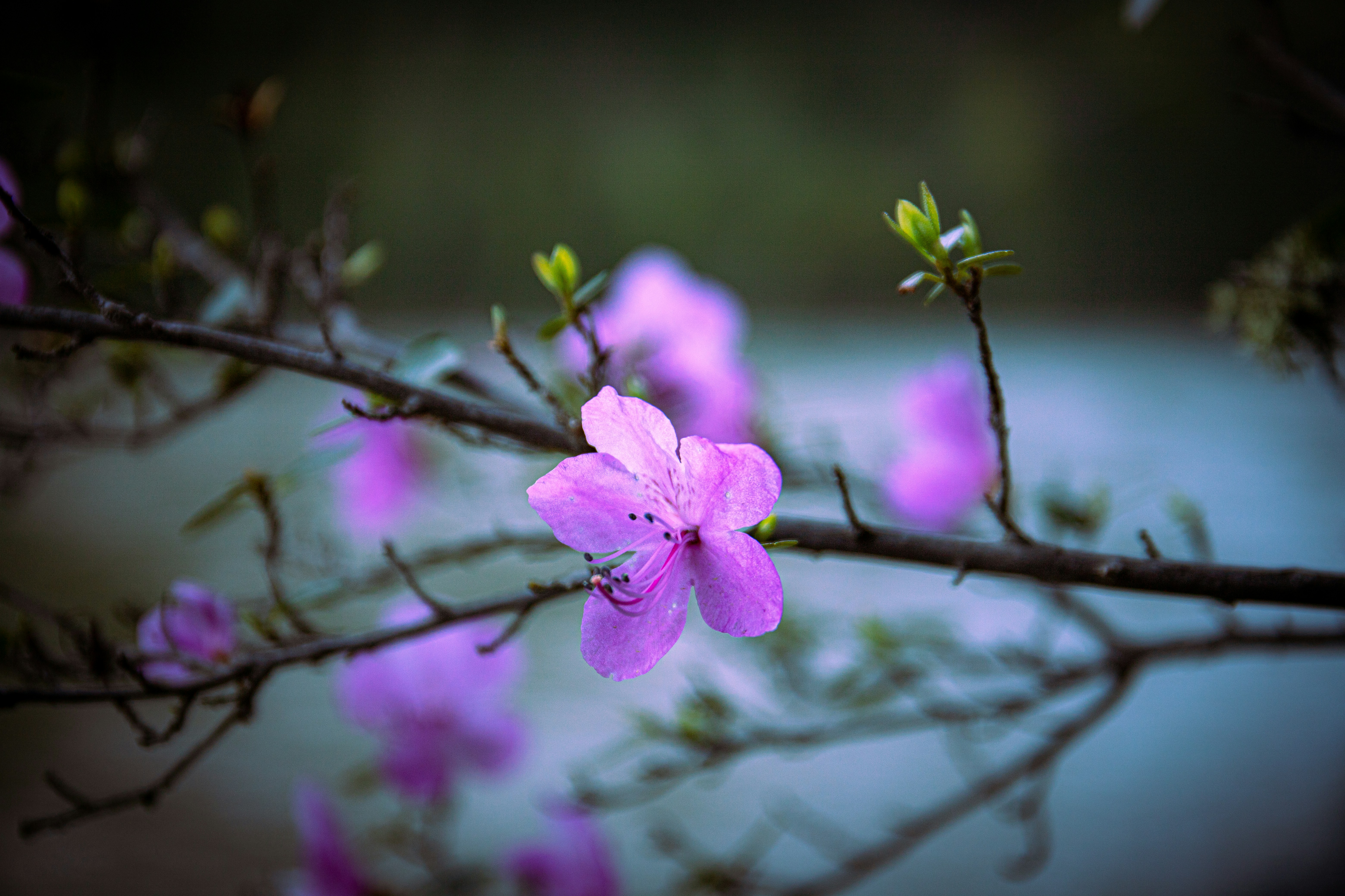 Photo by solomonikvik