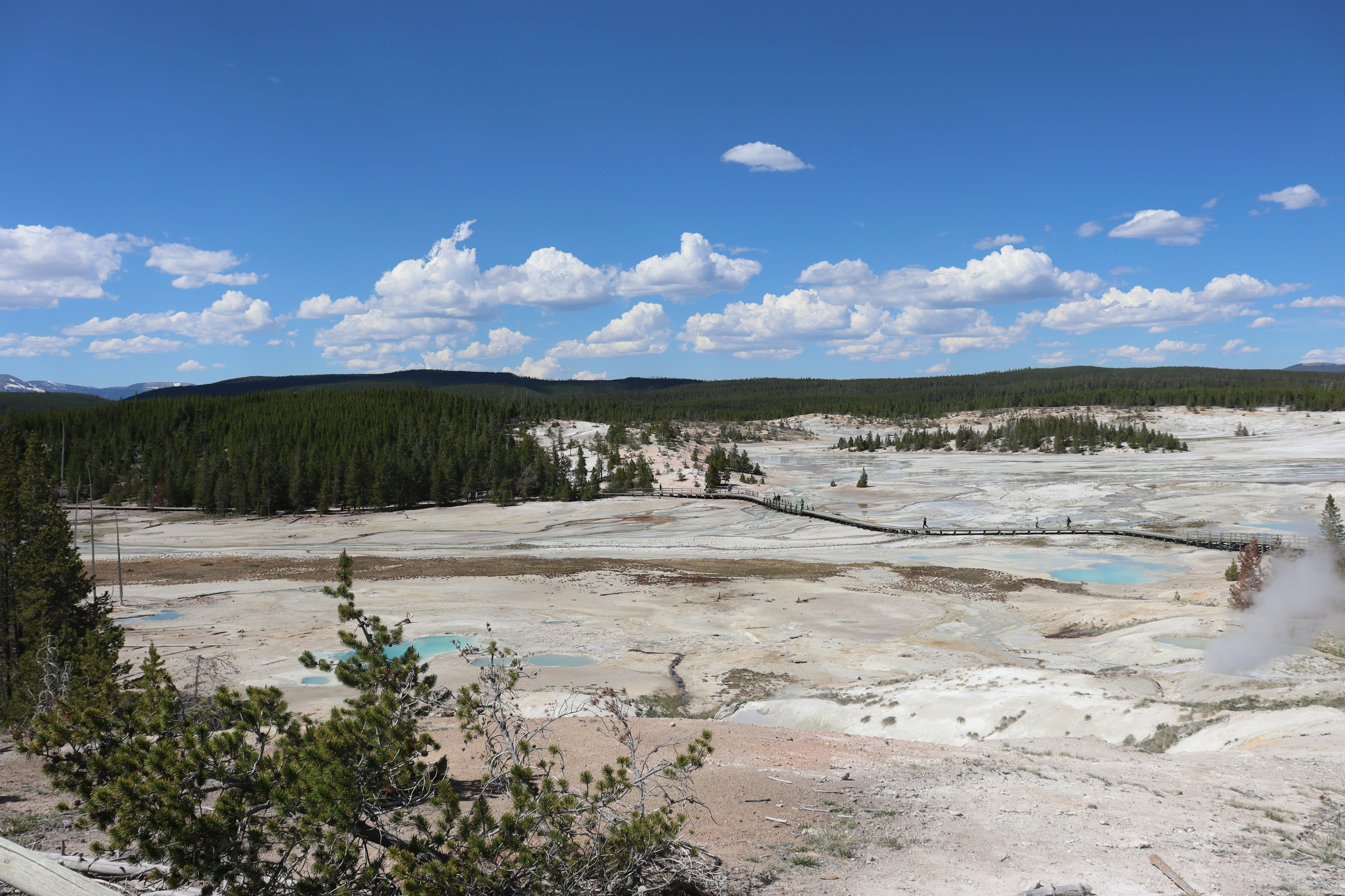 green trees on white snow covered ground under blue sky during daytime