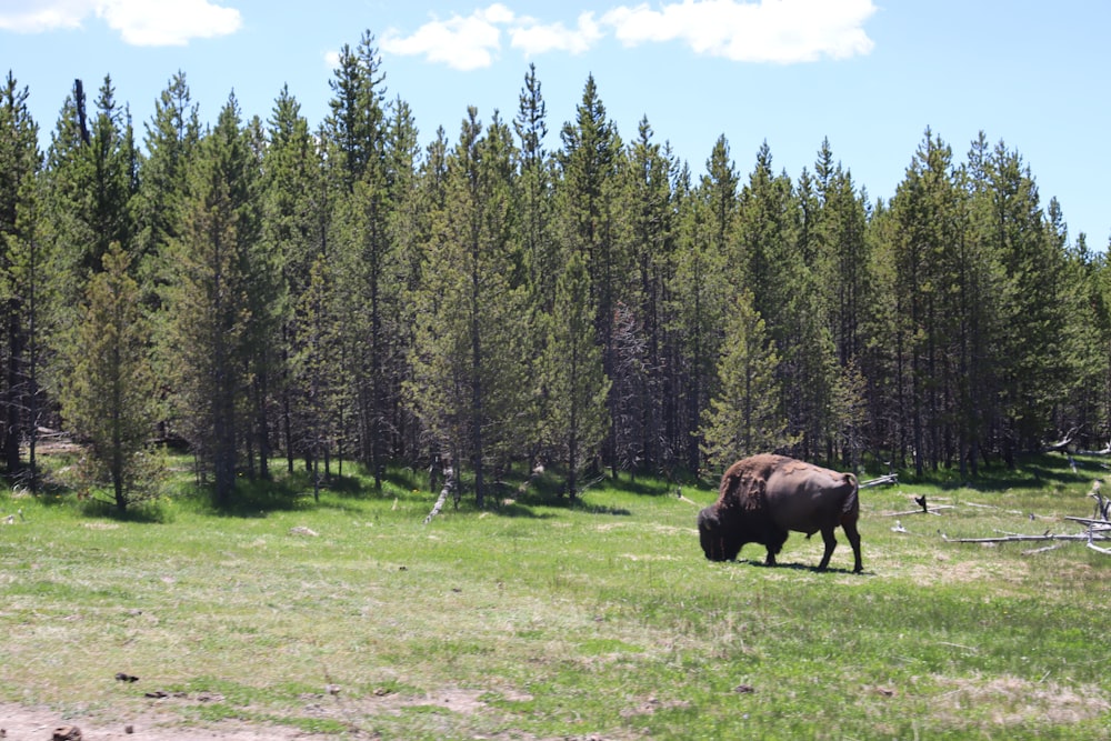 brown bison on green grass field near green trees during daytime