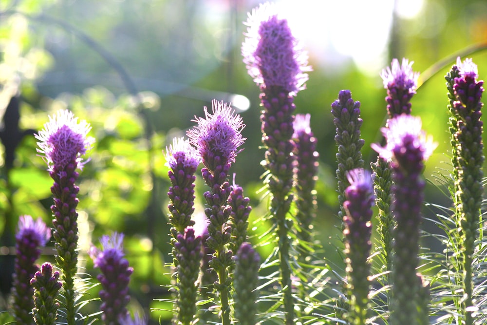 purple flower in tilt shift lens