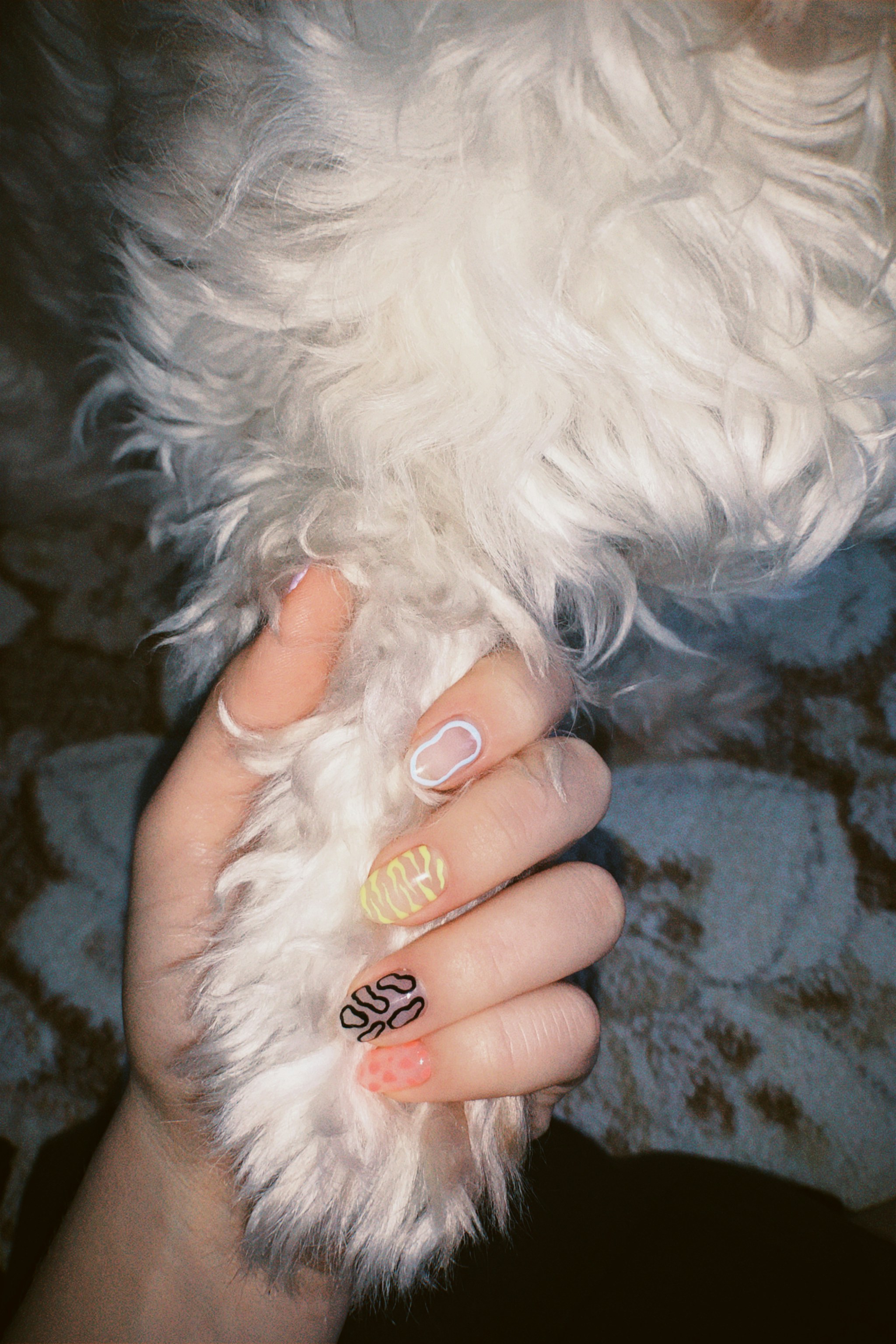 Premium Pet Care Products Online