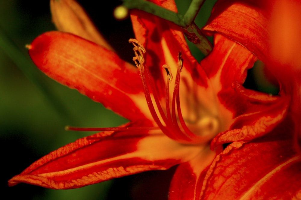 orange lily in bloom during daytime