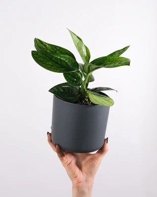 Hands holding a small potted plant symbolizing growth and care in a home setting.