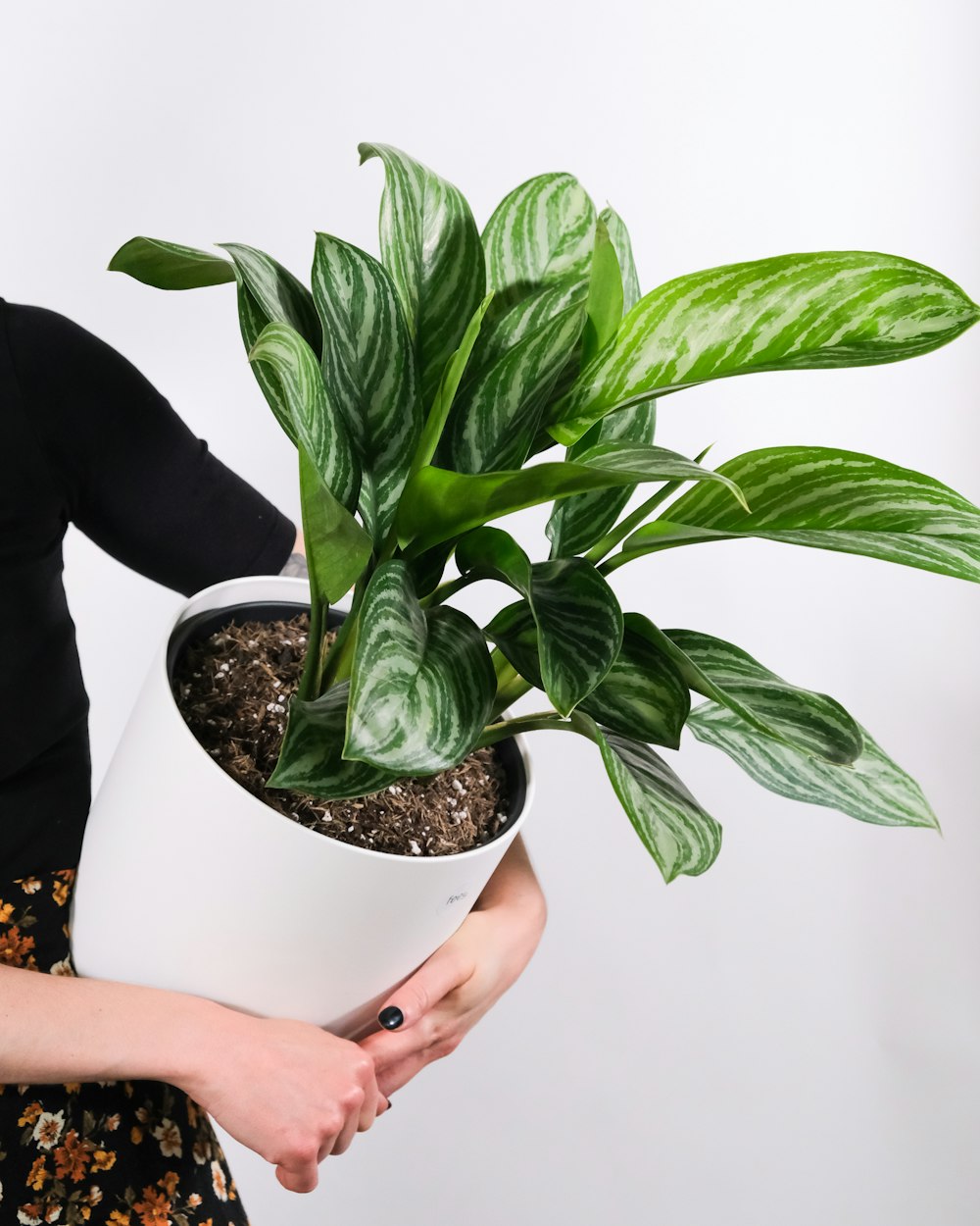 Persona que sostiene la planta verde en maceta blanca