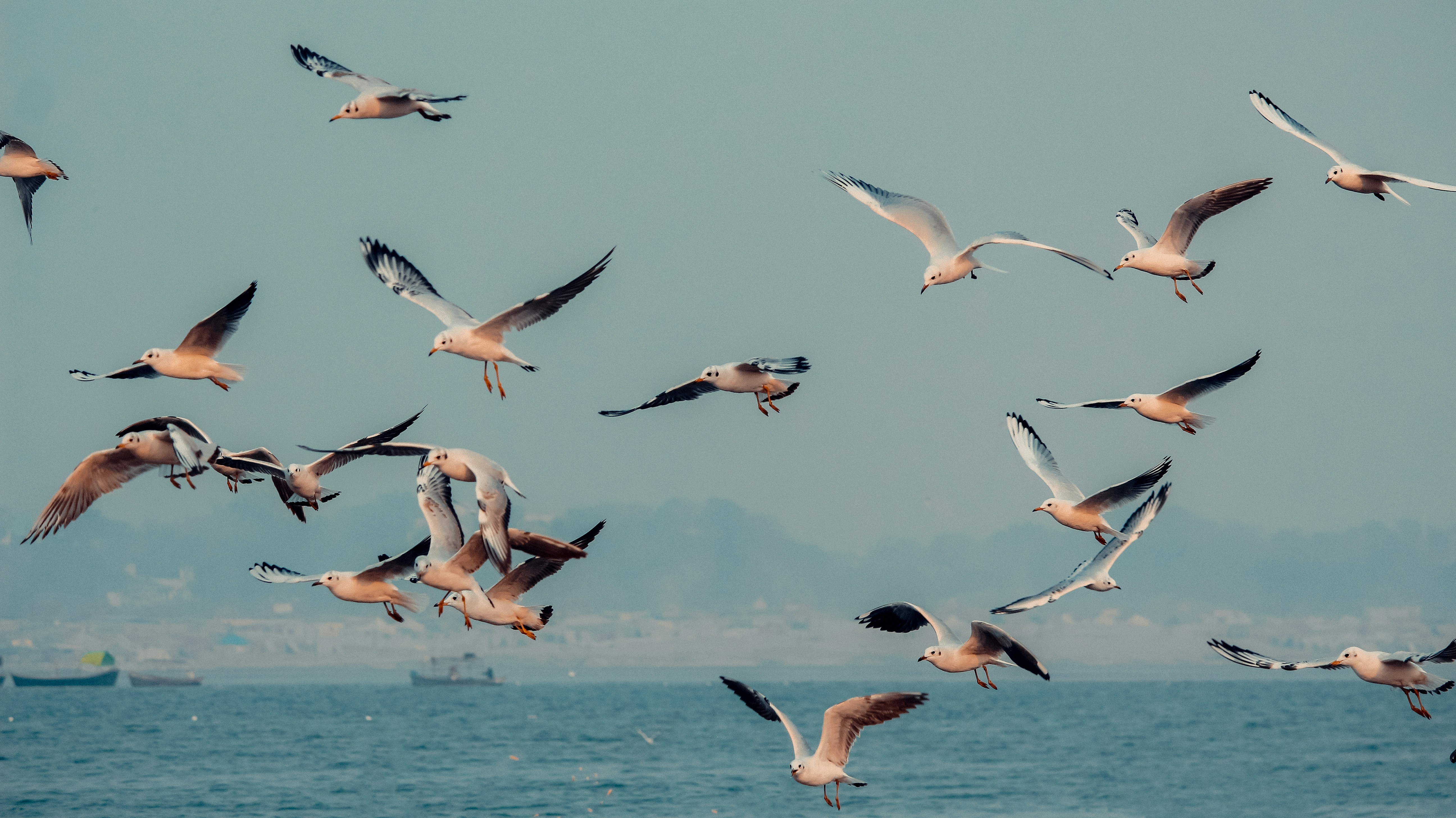 昼間に海の上を飛ぶ鳥の群れの写真 Unsplashで見つけるプラヤグラジの無料写真