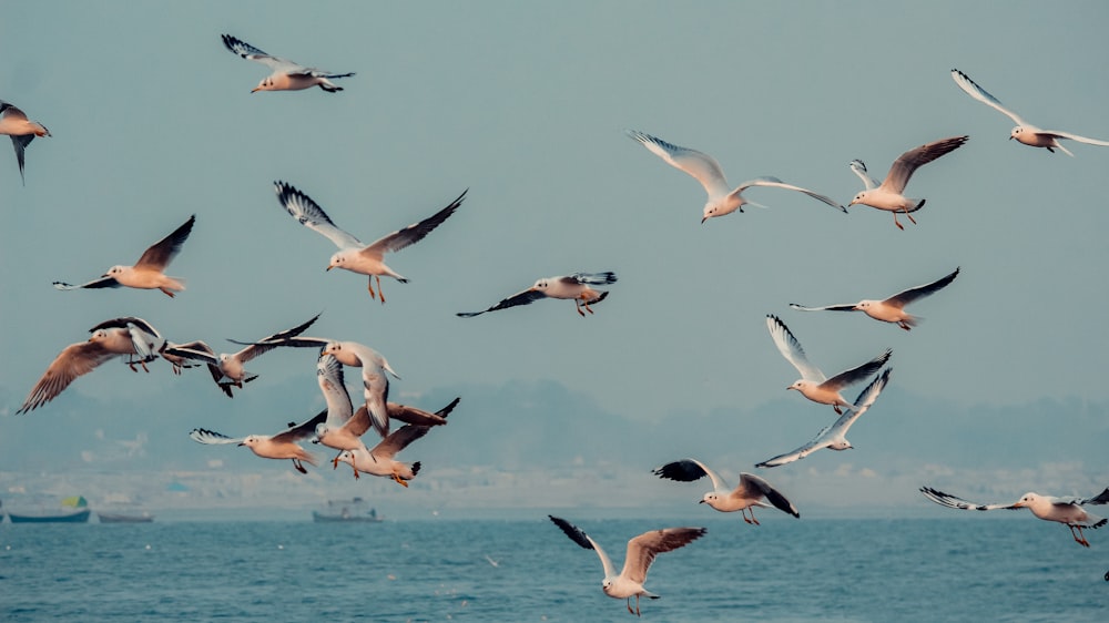 flock of birds flying over the sea during daytime