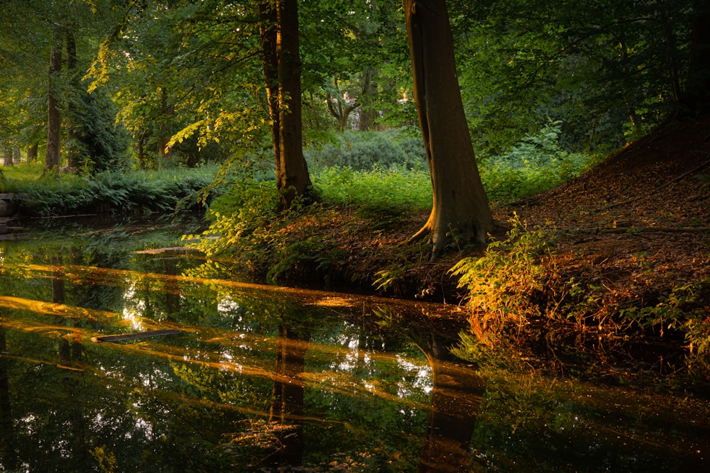 brown trees beside river during daytime