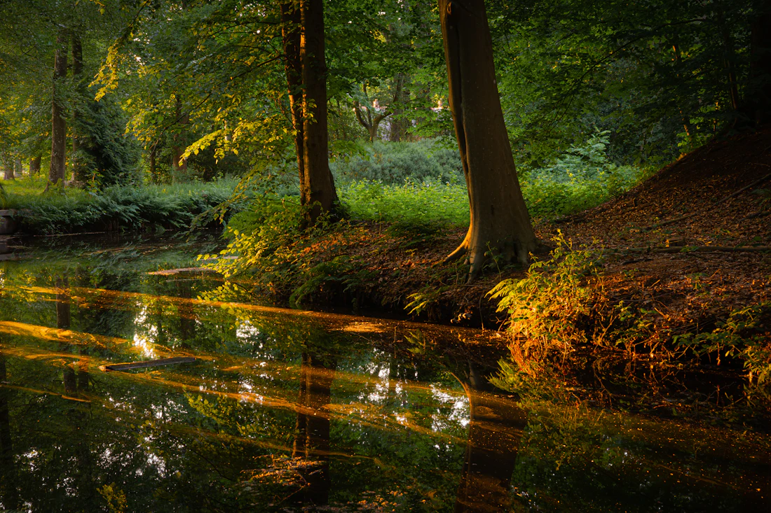 Sunlit forest creek lined with ferns and tall trees