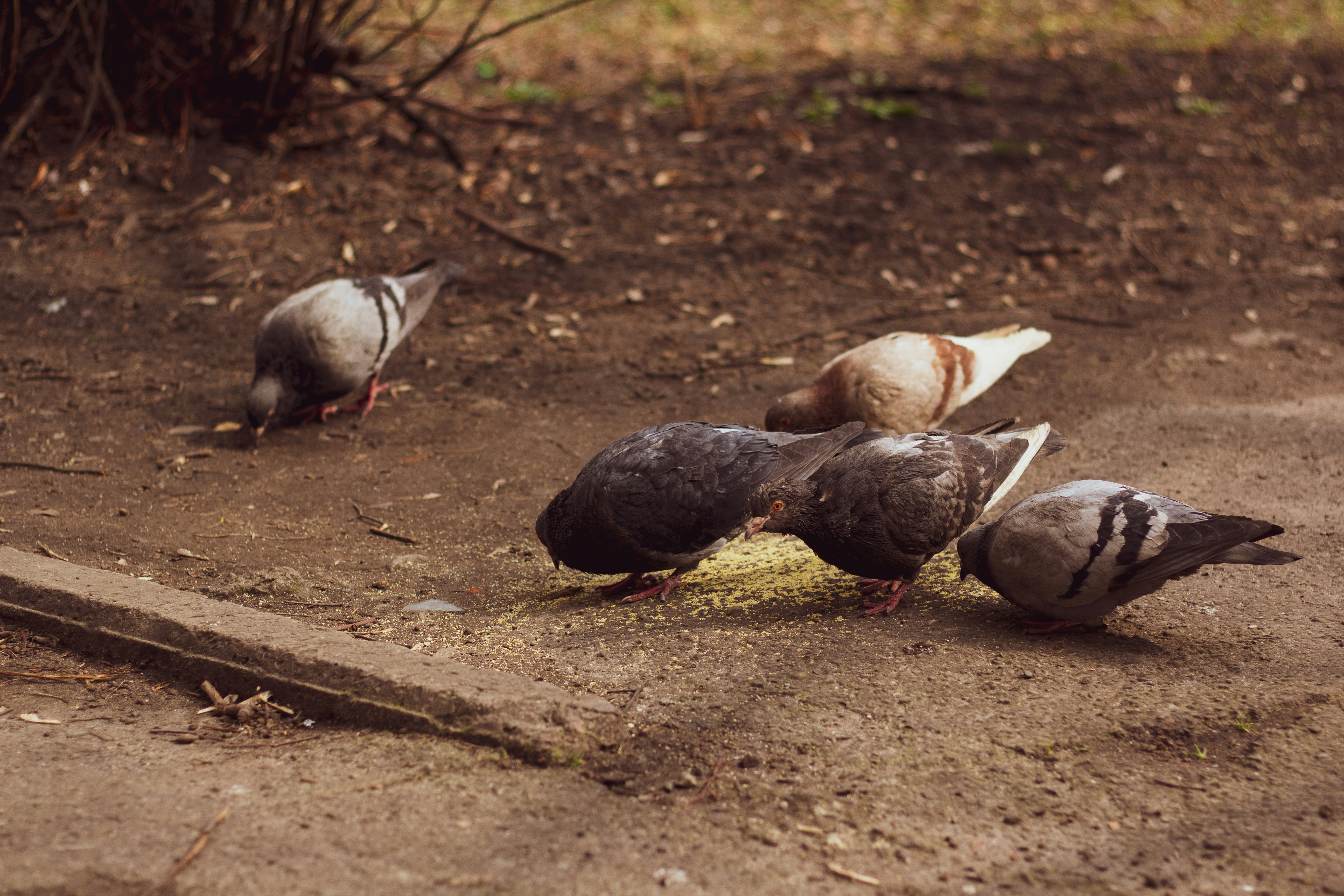 Alimento Premium Palomas