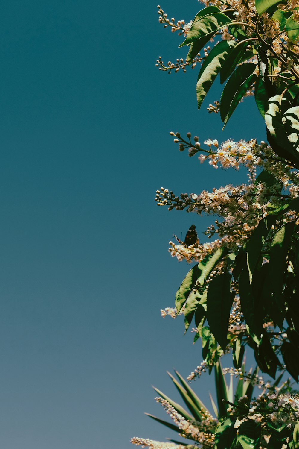 folhas verdes sob o céu azul durante o dia