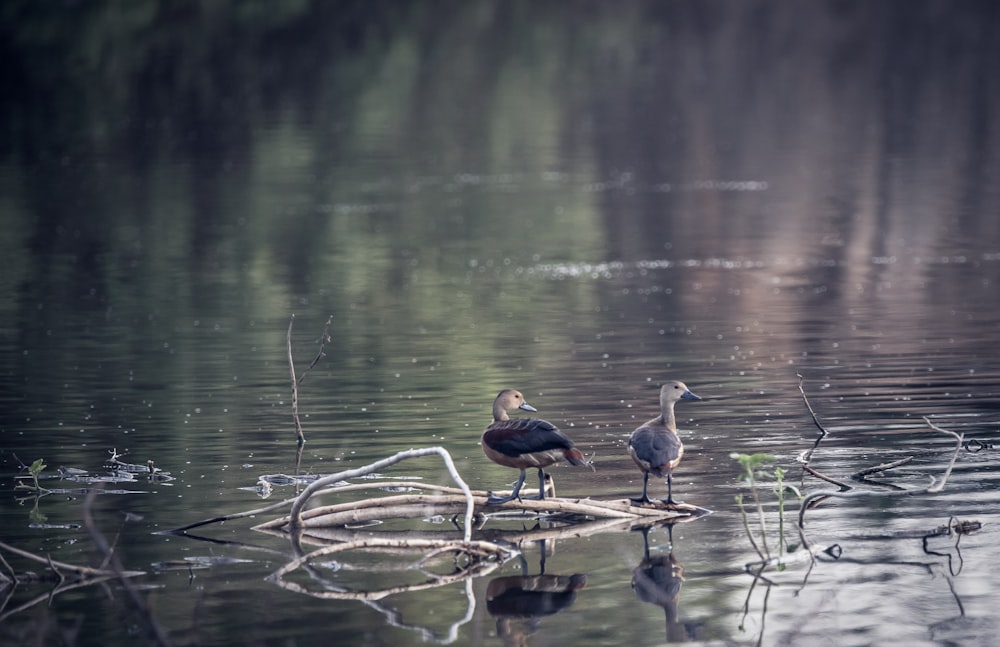 three birds on water during daytime