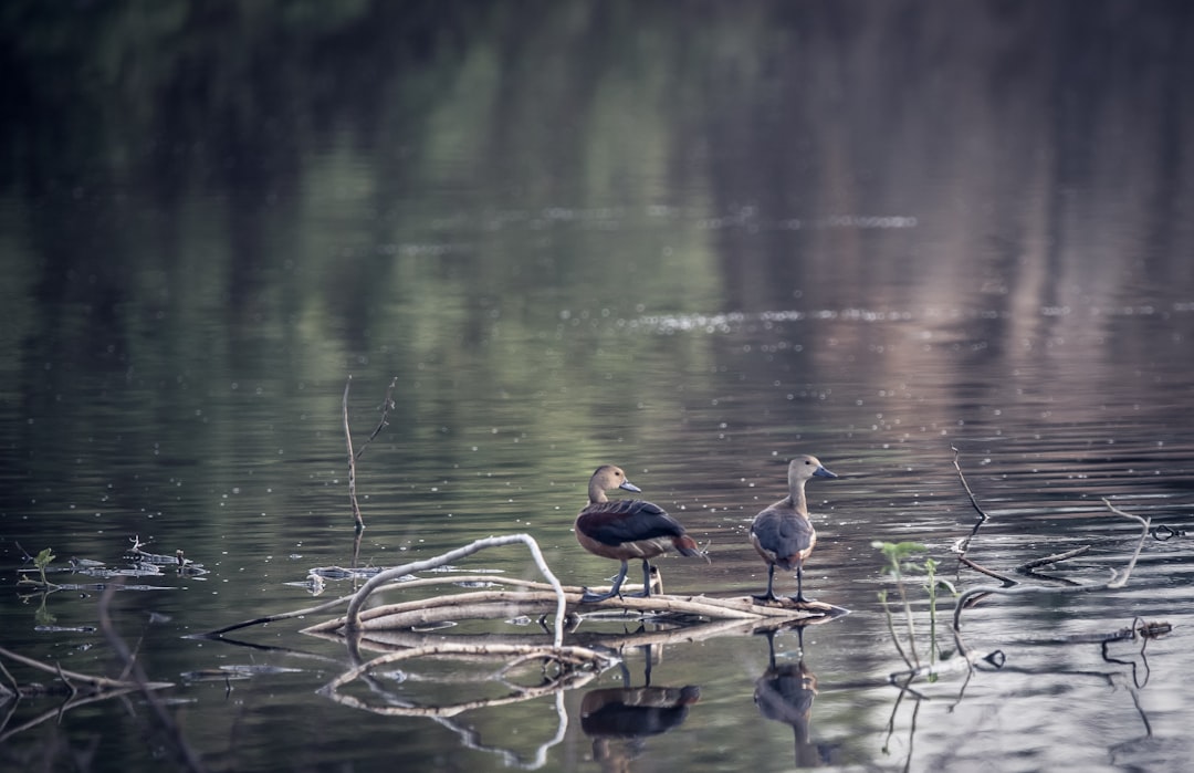 three birds on water during daytime